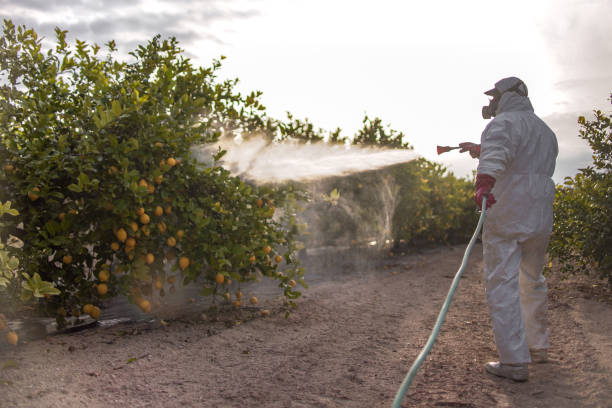 Reliable South Pasadena, FL Pest Control Solutions