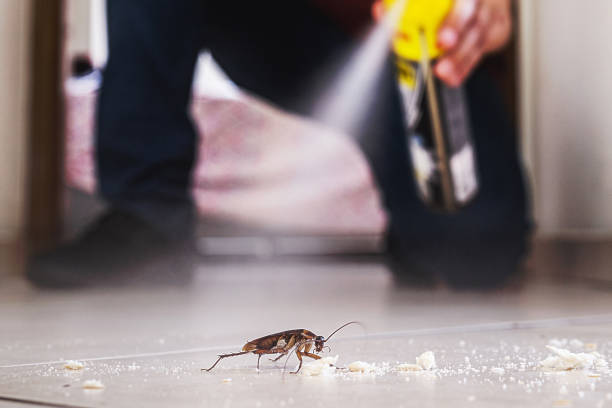 Best Best Pest Control Companies  in South Pasadena, FL