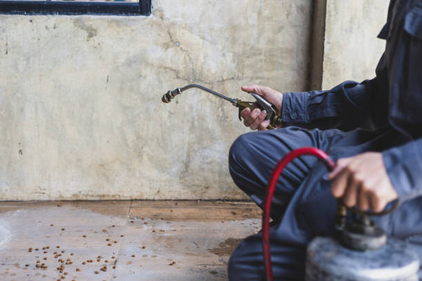 Best Rat Extermination Near Me  in South Pasadena, FL